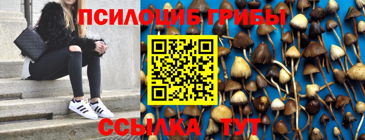 Псилоцибиновые грибы Psilocybine cubensis Дербент